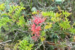 Grevillea bipinnatifida