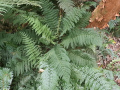 Leptopteris hymenophylloides