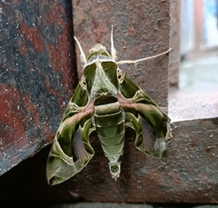 Daphnis nerii