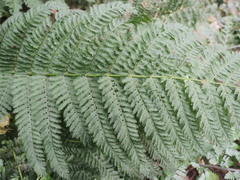 Leptopteris hymenophylloides