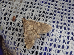Nacoleia satsumalis