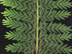 Leptopteris hymenophylloides