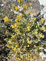 Pteronia divaricata