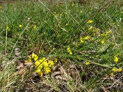 Genista pilosa
