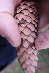 Gastrodes abietum