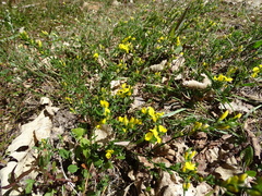 Genista pilosa