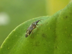 Anthocoris