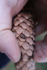 Gastrodes abietum