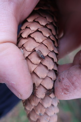 Gastrodes abietum