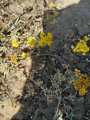 Oncosiphon suffruticosus