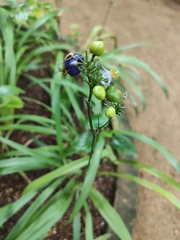 Dianella ensifolia
