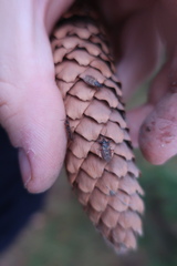 Gastrodes abietum