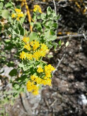Pteronia divaricata