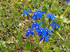 Gentiana bavarica bavarica