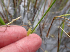 Triglochin scilloides