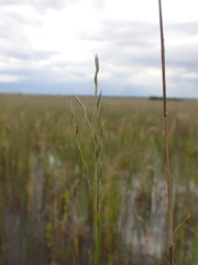 Eragrostis infecunda