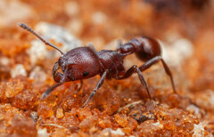 Tetramorium setuliferum
