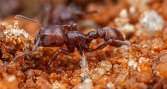 Tetramorium setuliferum