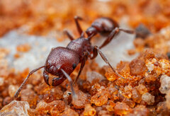 Tetramorium setuliferum