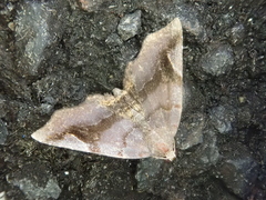 Pangrapta obscurata