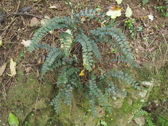 Pellaea rotundifolia