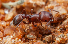 Tetramorium setuliferum