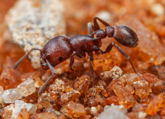Tetramorium setuliferum