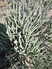 Euphorbia mauritanica