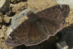 Erynnis juvenalis