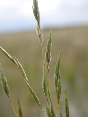 Eragrostis infecunda