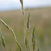 Eragrostis infecunda - Photo 由 Nina Kerr 所上傳的 (c) Nina Kerr，保留部份權利CC BY
