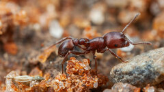 Tetramorium setuliferum