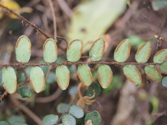 Pellaea rotundifolia