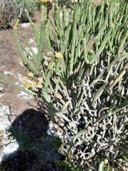 Euphorbia mauritanica