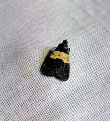 Hydrillodes subbasalis