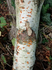 Cytospora chrysosperma