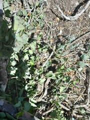 Abutilon sonneratianum