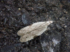 Faristenia geminisignella