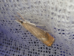 Chrysoteuchia diplogrammus