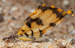 Tetramorium setuliferum