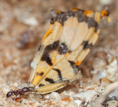 Tetramorium setuliferum