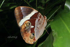 Thauria lathyi
