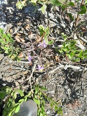 Cyanella