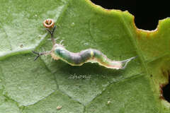Herona marathus