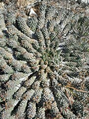 Euphorbia caput-medusae