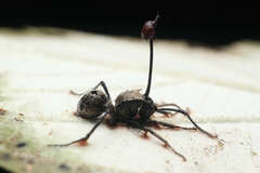 Ophiocordyceps unilateralis