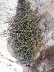 Rhamnus pumila