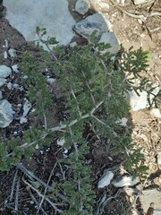 Asparagus