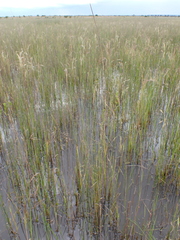 Eragrostis infecunda