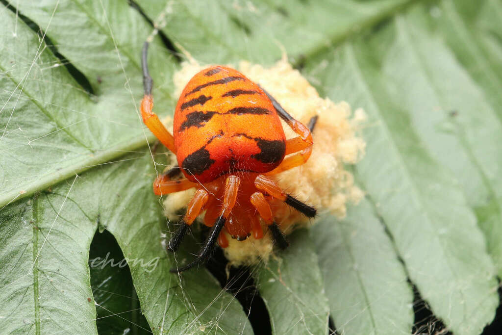 Acusilas